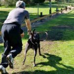 Gary Brett slipping a greyhound up the Longwood straight.