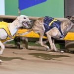 Yozo Bale (7) and Weblec Jet (5) produced a thrilling finish in the Ballarat Cup Consolation.