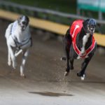 Tiggerlong Tonk streets clear of Ferdinand Boy in the Cup Night Match Race.