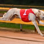 Catch The Thief wins the Geelong heat of the Pink Diamond Champion sprinter.