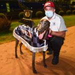 Zipping Rambo with trainer Mark Delbridge and the Racecallers trophy