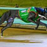 Houdini Boy winning the Group 3 600m Speed Star at The Meadows in 2020.