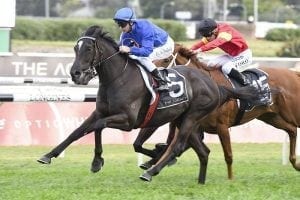 Avilius surges in Melbourne Cup market