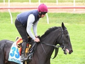 Irish horse Latrobe out of Melbourne Cup