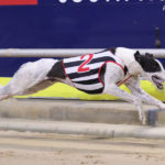 Do It storms to the finish line in the Adelaide Cup