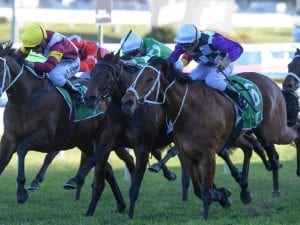 Lexus option for Bendigo Cup scratching