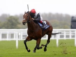 Soft ground for Cracksman at Ascot