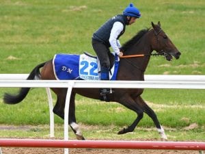 Danceteria on song for Caulfield Stakes