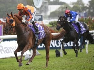 Gingernuts to miss Caulfield Cup