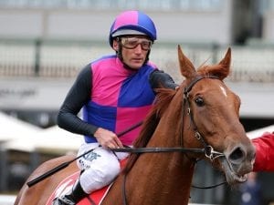 Injury ends Vega Magic's spring campaign