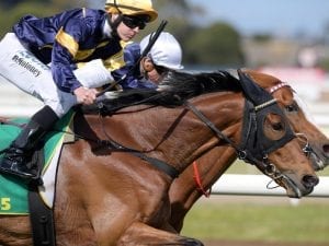 Vengeur Masque lands Geelong Cup prize