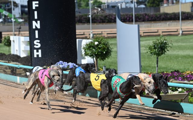 Hamillson (2) pushes between two rivals heading into the first bend.