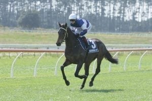 Luckless Hasabro leaves trainer pondering