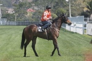 Promising three-year-old to debut