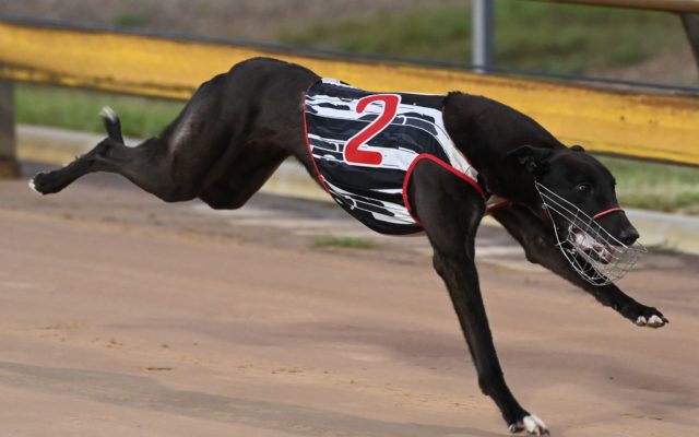 Lembor wins the Battler's Cup for trainer Jordan Formosa.