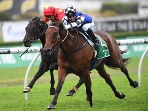 Big Duke poised for Royal Randwick major