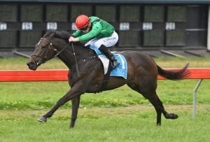 Young gun to cross Tasman