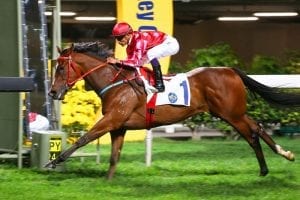 Teetan back on board for Mr Stunning’s Premier Bowl return