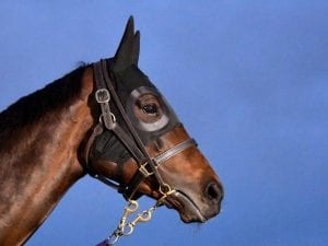 Champion mare Winx relaxed in Melbourne