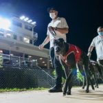 Typhoon Sammy on the way to the starting boxes with trainer Jason Thompson.