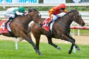 Carey has double the fun at Mornington