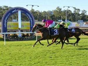 Rockhampton racing news