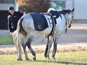 Grey Lion on target for Ballarat Cup