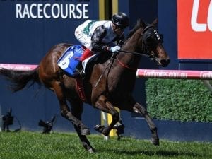 Magic Millions path for Champagne Boom