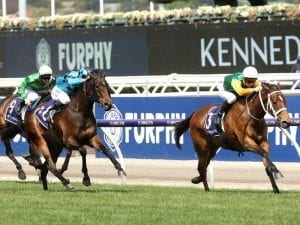 Shillelagh chasing Flemington G1 double