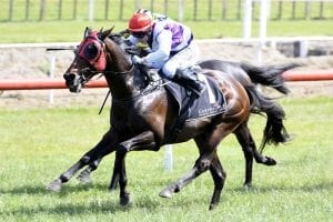 Ocean Emperor goes back-to-back in Tauranga Stakes