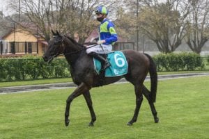 Flemington Race 6 Runner-By-Runner Guide | 2020 November 3