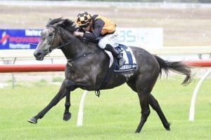 Danzdanzdance on song for Trentham