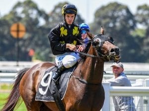 Paragon chasing home track stakes win in Tattersalls Club Cup