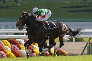 Undefeated Saturnalia takes out G1 Hopeful Stakes