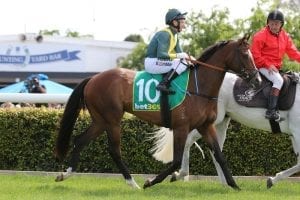 Cup-winning colours of Jezabeel back in action