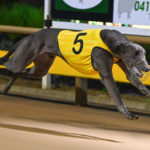 Robbie Rotten is all smiles as he crosses the finish line in the Warragul Cup.