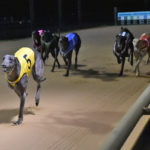 Robbie Rotten leads rivals a merry dance in the Warragul Cup.