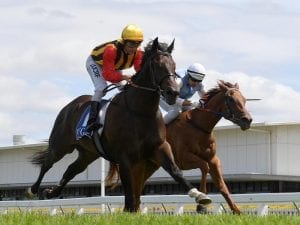 McGillivray returns a winner at Gold Coast