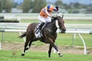 Team Te Akau’s young talent scoops Group 1 pool