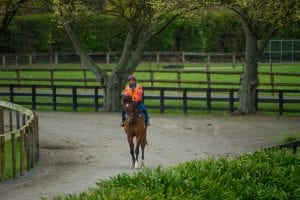 New Zealand trainers to work their horses