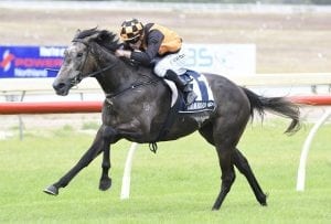 Vinery Stud Stakes ideal Oaks tune up for Danzdanzdance