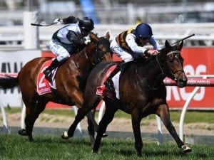 Mornington Cup option for Lord Fandango