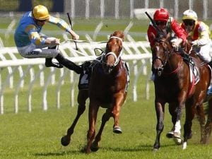 Performer scheduled to trial at Randwick