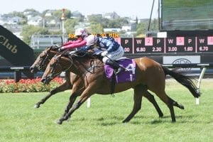 Thurlow aiming for Auckland Cup glory