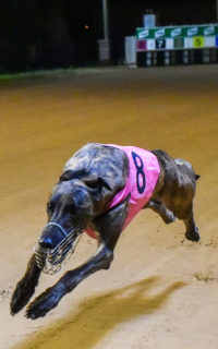 HArd Style Rico Greyhound Racing Shepparton Cup