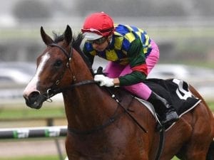 Queensland filly Italia Bella in setback