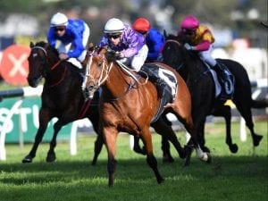 Cellarman wins Doncaster Prelude