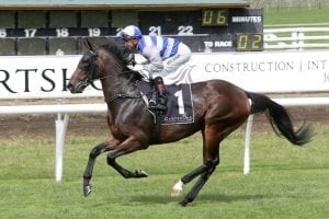 Australian black type success on the radar for Wildflower