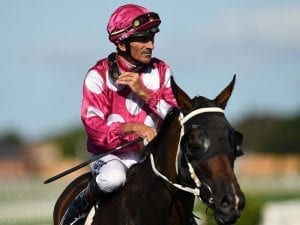 Rocknavar blossoms for ATC Australian Oaks