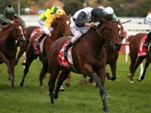 Ocean Knight explosive in Caulfield debut